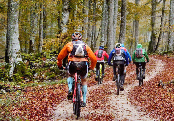 Group of cyclists among the beech forest
